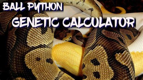 Ball python calculator. Happy New Year! This is our first video using THE WORLD OF BALL PYTHONS GENETIC WIZARD to help us with our new projects for 20-21!We look at the percentages ... 