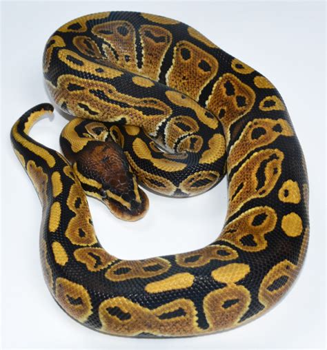 Candino ball pythons are the result of breeding an ‘albino’ with a ‘candy.’. Their highly contrasting colors are bright yellow and light pink. Their pattern is of a solid yellow color separated by small pink pools and stripes. A Candino is a ball python that has albino and candy genes. It is bright yellow with a light pink pattern.. 