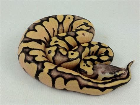 The Hidden Gene Woma Ball Python is a colour and pattern altering muta