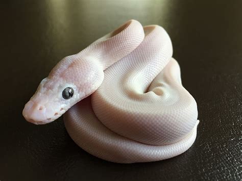 While their teeth are quite sharp, ball pythons don’t have strong jaws. Accordingly, bites typically feel like a series of tiny pinpricks. In fact, a variety of common injuries typically hurt much worse than a ball python bite. Some of the best examples would include: Stubbing your toe. Getting tangled in a rose bush.. 
