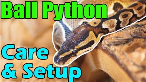 Read Ball Python The Beginners Guide On How To Care For Your Ball Python By David Jack
