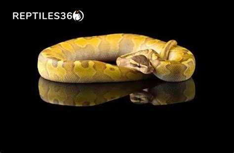 Read Ball Python The Beginners Guide On How To Care For Your Ball Python By David Jack