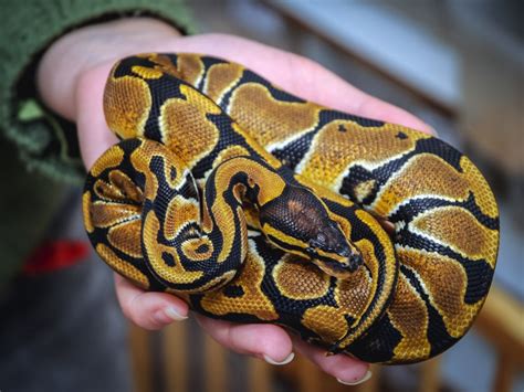 Download Ball Pythons As Pets  Your Complete Owners Guide Ball Python Breeding Caring Where To Buy Types Temperament Cost Health Handling Husbandry Diet And Much More By Jacqueline Silverdale