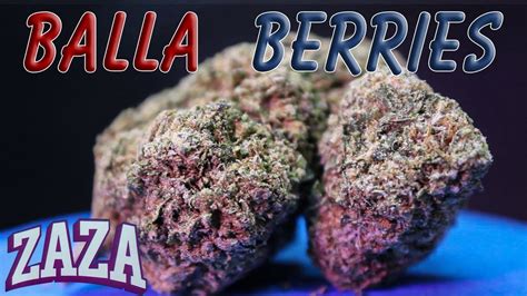 Balla berries strain effects.  Its balanced effects make it suitable for ...