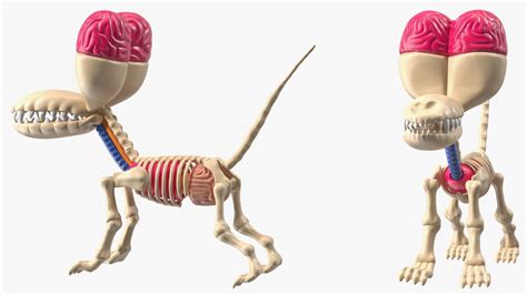 Balon Köpek Anatomisi 3D model.