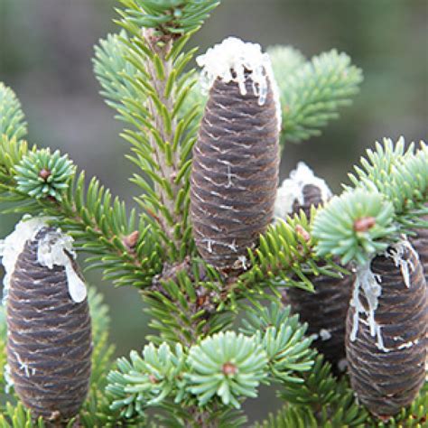 Balsam fir - NRCan