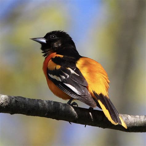 Orchard Orioles often gather in flocks during migration. The black-th