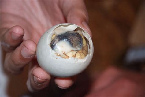 Balut Egg Price