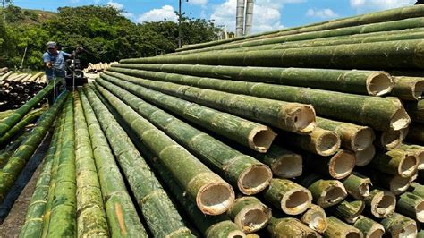 Bamboo Cultivation - Bamboo Agriculture