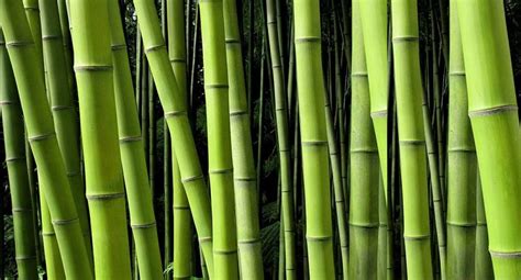 Bamboo Fiber Properties and Uses of Bamboo Fiber The Stricker …