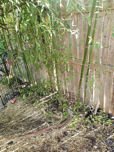 Bamboo Plants for sale in Peach Glen, Pennsylvania - Facebook