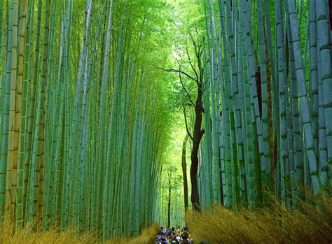 Bamboo forest arashiyama. Arashiyama Bamboo Forest is a magical place to visit. The forest covers a fairly large area, and is basically located in a densely populated urban area. Due to the high density of the bamboo plants one feels far away from urban life when wandering the curved paths between the huge plants. The wind blowing through the stems and rustling the ... 