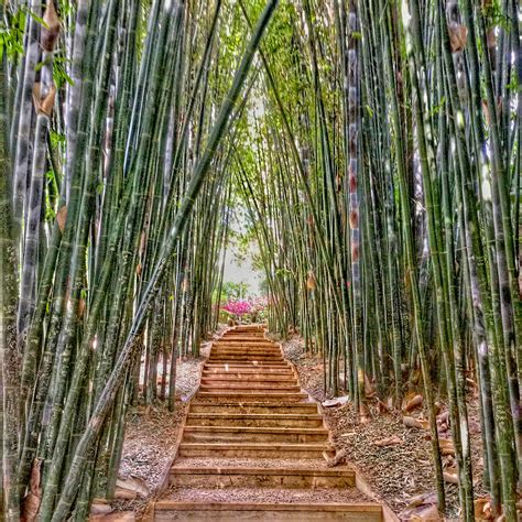 Bamboo walk. Modern Science View. Bamboo might be considered good for Asthma due to its anti-inflammatory and expectorant properties. It reduces inflammation in the lungs … 