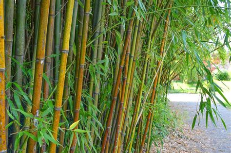 Bamboos - Gardenia.net