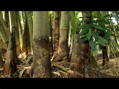 Bambu legi (pring legi) - YouTube