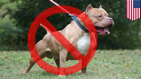 Ban pit bulls. Things To Know About Ban pit bulls. 