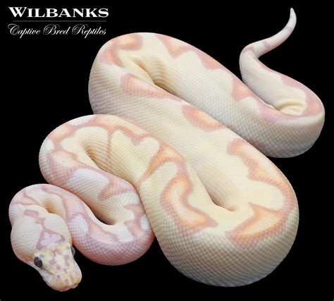 Banana FireFly Ball Python by Wilbanks Captive Bred Reptiles