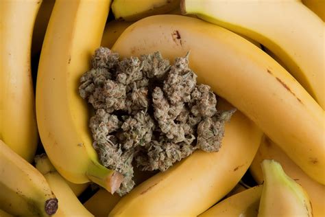 Banana cherry strain. Cherry Pie's parents are Granddaddy Purple and F1 Durb. With buds that are dense and full of orange hairs and a touch of purple, this hybrid strain smells of sweet and sour cherry pie. Leafly ... 