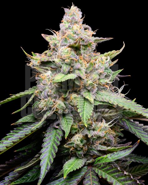 This delicious hybrid strain is the perfect combina