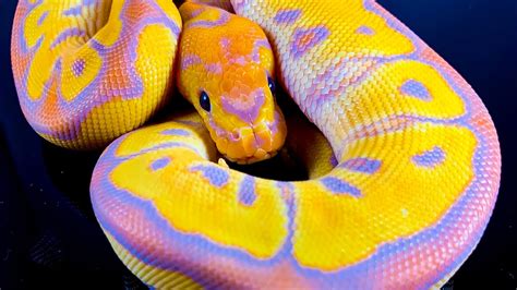 Body. The body of the Sunset Ball Python is covered in a burnt orange, rusty gradient that starts as a bright orange towards the side flaming and a dark brown along the dorsal. The “alien head” pattern shows very little resemblance to that of a Normal Ball Python, with the majority displaying stretched, candle flame-like, banding.. 