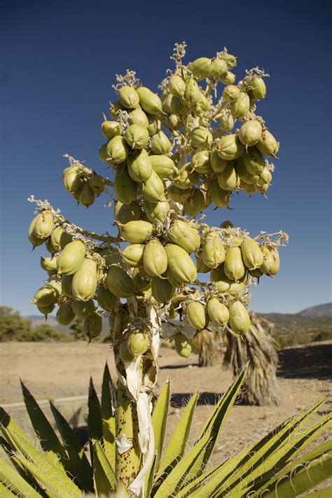 Banane yucca - Etsy.de