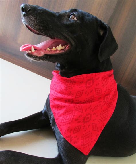 Bandana para perros: Patrones de pañuelos caninos