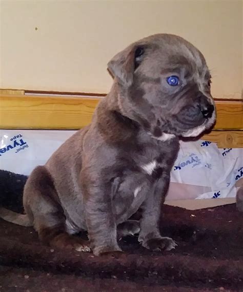 2 male american bandog mastiff puppies for sale. I have 2 male american bandog puppies for sale $600 for the red brindle and $500 for the reverse brindle call (718)-. Pets and Animals Wading River 600 $. View pictures.