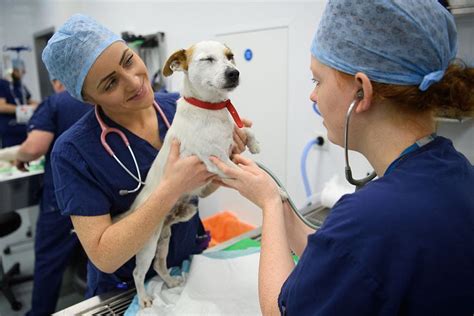 Banfield veterinary technician salary. The estimated total pay for a Veterinary Assistant at Banfield Pet Hospital is $17 per hour. This number represents the median, which is the midpoint of the ranges … 