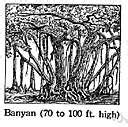 Banian Definition & Meaning Dictionary.com