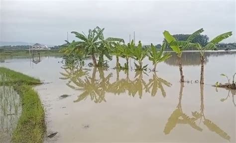 Banjir Rendam 200 Ha Sawah Siap Panen di Aceh Utara - Media …