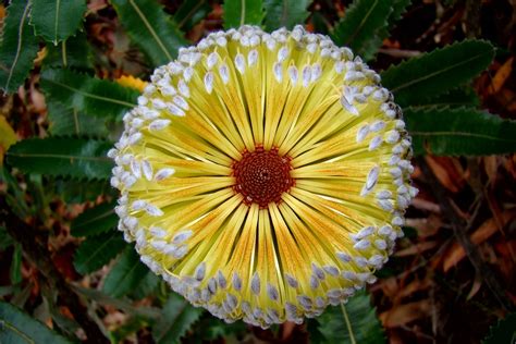 Banksia - Wikipedia