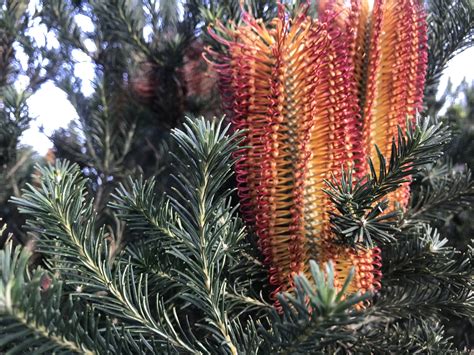 Banksia ericifolia Heath Heath-leaved var. Care Plant Varieties ...