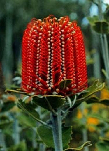 Banksias: Growing Banksia Seed Propagation …