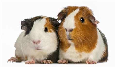 Banned in Boston? Nips, guinea pigs on the chopping block
