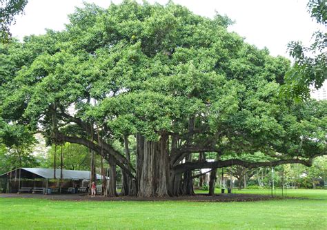 Banyon tree. Things To Know About Banyon tree. 