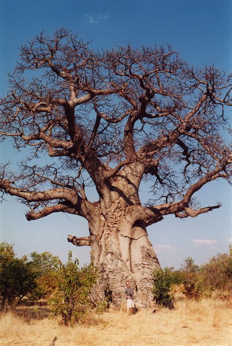 The baobab is a tree with a thick trunk. Baobab trees are found mainly in Africa . They also grow on the island of Madagascar . There are also species, or types, of baobab trees in India , Sri Lanka , and Australia . In South Africa baobab trees grow in the drier parts of Limpopo province. The scientific name for these trees is Adansonia digitata .