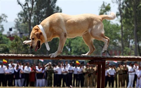 Baray dog show. Things To Know About Baray dog show. 