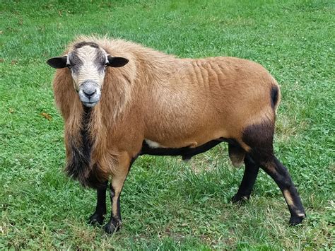 Barbados blackbelly sheep & lambs - farm & garden - by owner - sale