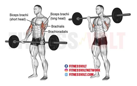 Barbell curls. Things To Know About Barbell curls. 
