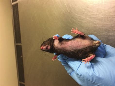 Barbering Mouse