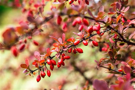 Barberries Plant: Caring And Planting For The Wood - Gardender