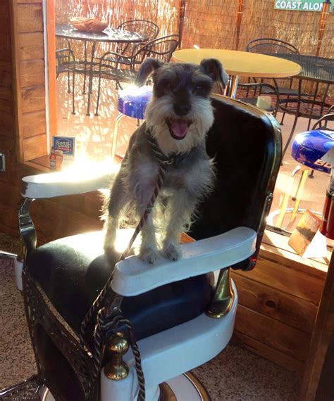 Barbershop dog #barber #barbershop #dog #napping #pets