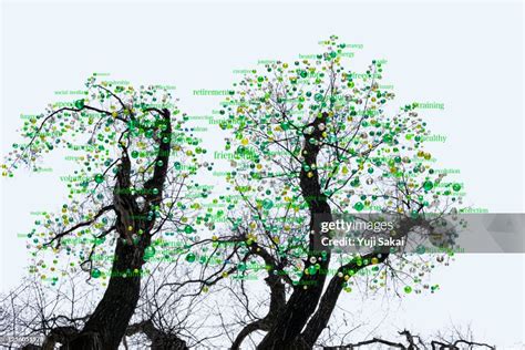 Bare Tree Related Keywords & Suggestions Bare Tree Long Tail