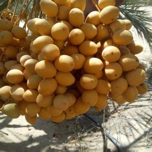 Barhi Dates Price , Barhee Dates Wholesale Price [1,5,10 kg]