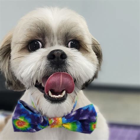 So, treat them with the love and respect they deserve at Bark Avenue Grooming and Daycare, and spoil them with unique pet accessories from Pet'n on the Ritz. HOURS CHANGING 5/28!! - Monday-Friday: 6:30 a.m. to 6:30 p.m. |Main Lobby Closed Wednesday 12pm - 2pm| Saturday & Sunday ( Open to Boarding Clients ONLY ) 10:00 AM - 12:00 PM / 5:00 PM - 7 .... 