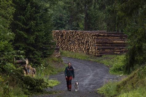 Bark beetles are eating through Germany’s Harz forest. Climate change is making matters worse