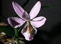 Barkeria melanocaulon - Wikipedia, la enciclopedia libre