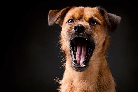 Barking dogs. Give your dog plenty of exercises, both physically & mentally, as this is the best way to keep them occupied. They will be too tired to bark from boredom or frustration. It also creates bonding, which is important for your dog. If you have to leave your dog alone, keep him/her occupied. 