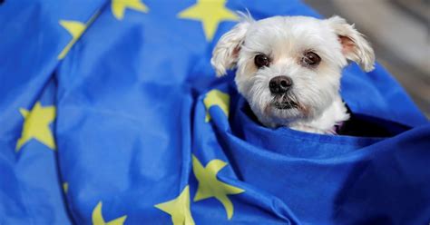 Barking mad? Commission chews over bring-your-pet-to-work policy