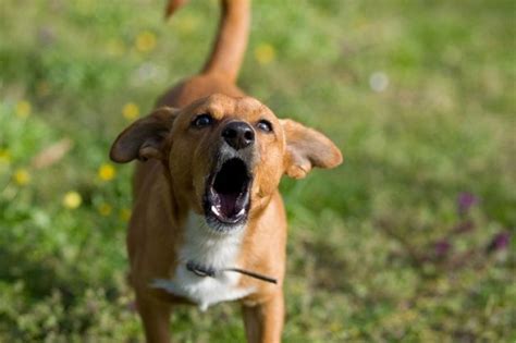 Barking sounds. If Freesound is useful to you, please consider supporting us by making a donation :) https://linktr.ee/noisetop 